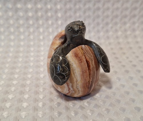 Hatching baby sea turtle egg - baby,