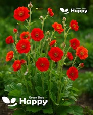 Mrs J Bradshaw Brilliant