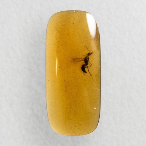 Wasp burmese burmite - /,