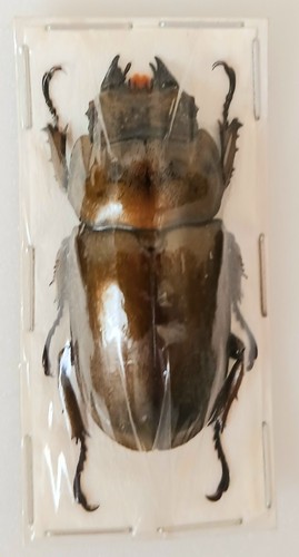 Allotopus rosenbergi bronze - allotopus,