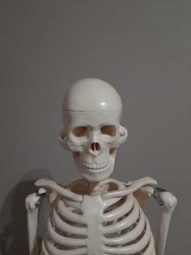 Human skeleton model - skeleton,
