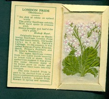 KENSITAS SILK FLOWER, 2nd SERIES, SMALL, no.35 LONDON PRIDE