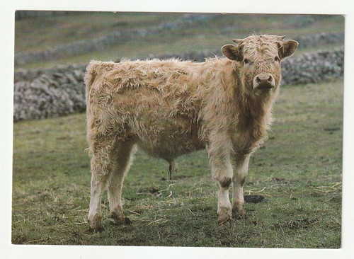Charolais calf postcard - charolais,