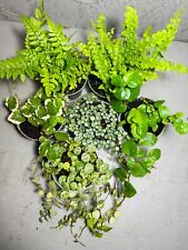 TERRARIUM CREEPING PLANT SET | Set of 3, 5 or 7 Small Plants | Diy Starter Kit
