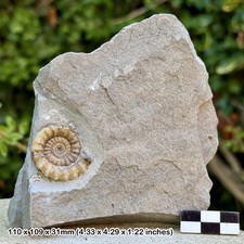 Xipheroceras Fossil Ammonite -