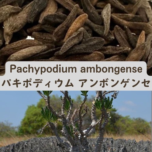 Pachypodium ambongense