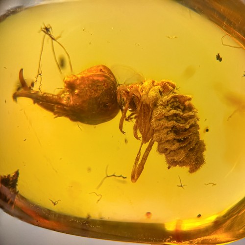 Unknown larvae burmese - burmese, /