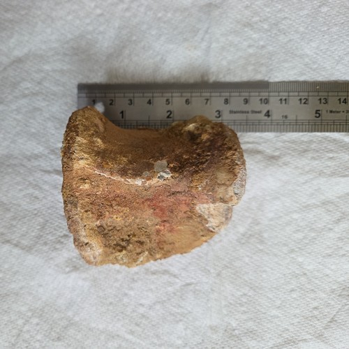 Spinosaurus fossil caudal - spinosaurus,