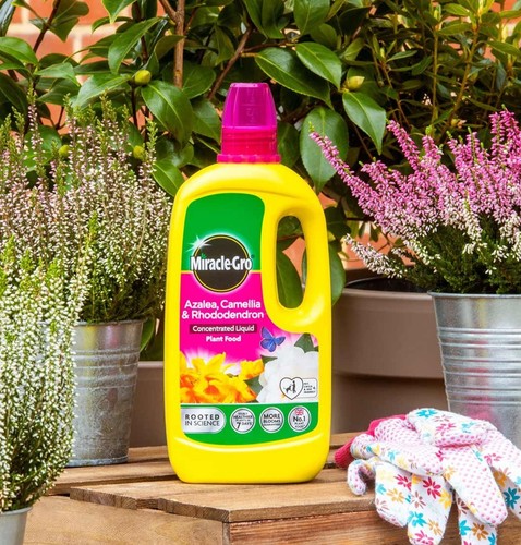 Miracle gro azalea - miracle,