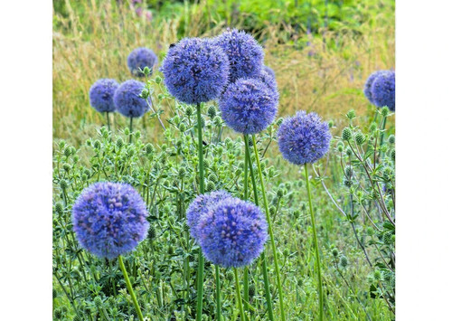 Allium caeruleum azureum - 50,