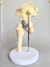 Artificial size hip joint - artificial,