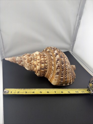 Triton trumpet shell - triton,