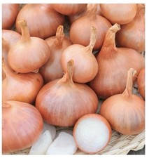 SHALLOTS  RED SUN X4 Sets