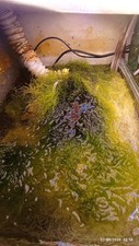 Chaetomorpha Refugium Algae