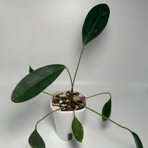 Anthurium obtusum