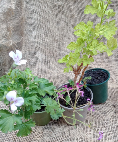 Scented pelargonium prince - pelargonium, 3,prince