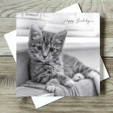 Black & White Kitten