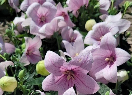 Platycodon grandiflorus pink - platycodon,