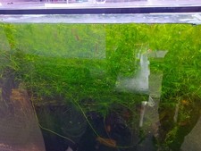 20g Guppy Grass Najas Guadalupensis Aquarium Stem Plant 