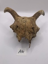 Sheep Skull Taxidermy Art