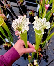 Sarracenia Wilkerson’s White