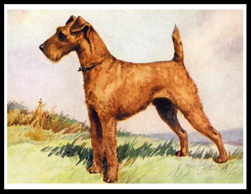 Irish terrier dog lovely - dog,