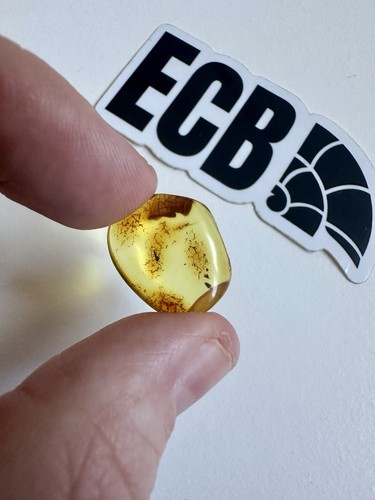Baltic amber with mosquito - amber,