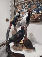 Choice Of Exotic pheasant countyside art craft bird duck goose chicken Chicks 