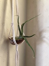 Small macramé shell air plant