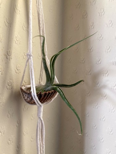 Small macramé shell - , air