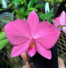 Sl. Pink Pearl cattleya orchid