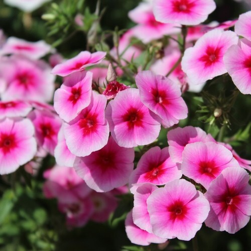 Phlox brilliant seeds - -,