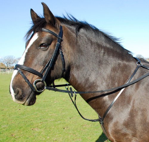 English leather breastplate - english,