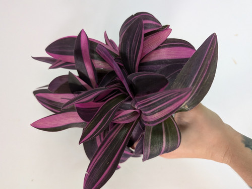 Tradescantia pink stripe live - pink,