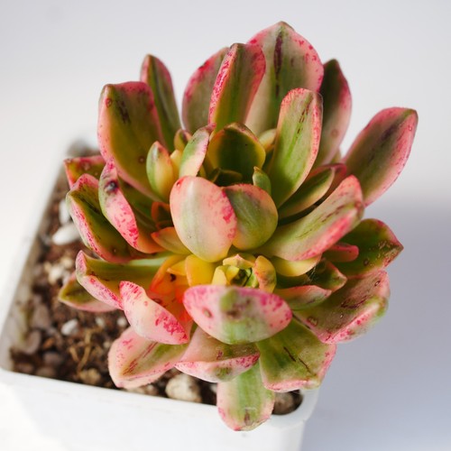 Aeonium green tea - green, variegated