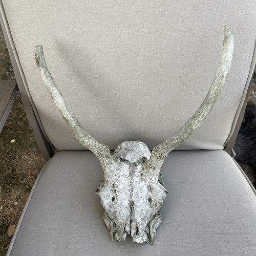 Red deer pricket skull with - deer,