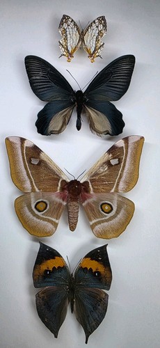 Real butterfly collection 4 - collection, x