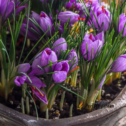 Bulbs crocus sativus saffron - 5,