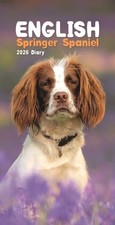 English Springer Spaniels 2026