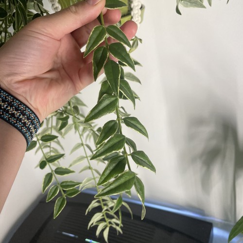 Hoya bella annake bois - hoya,