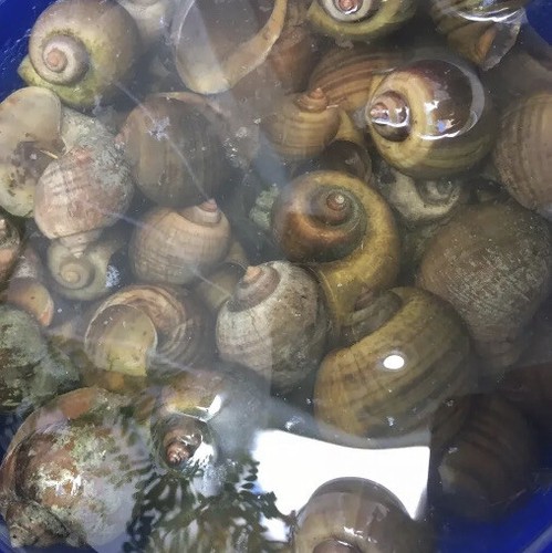 Apple snail shells - shells!, of