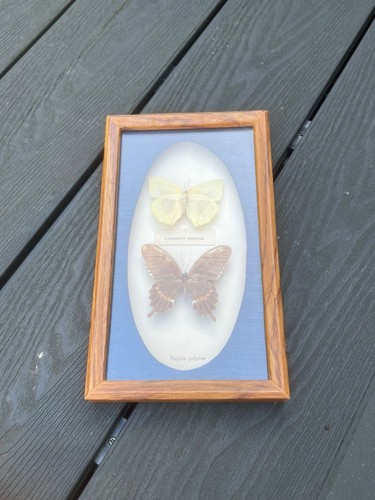 Vintage taxidermy butterfly - taxidermy,