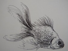 Original Pen & Ink fish