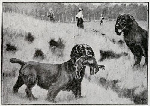 Sussex spaniel flatcoated - sussex,