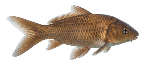 Chagoi koi carp fish pond - chagoi, self