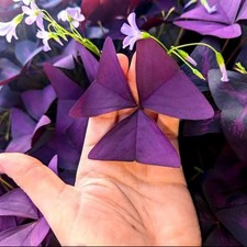 4 x Oxalis Triangularis