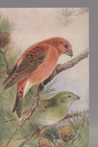 Crossbill roland green royal - crossbill,