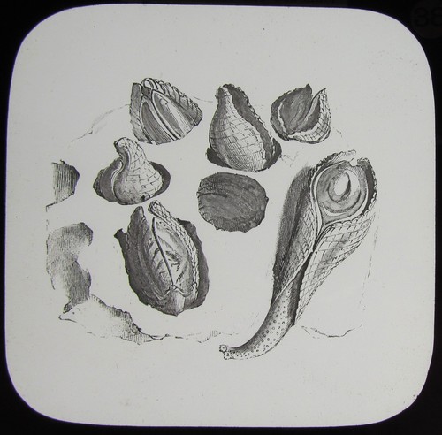 Glass magic lantern - lantern, slide