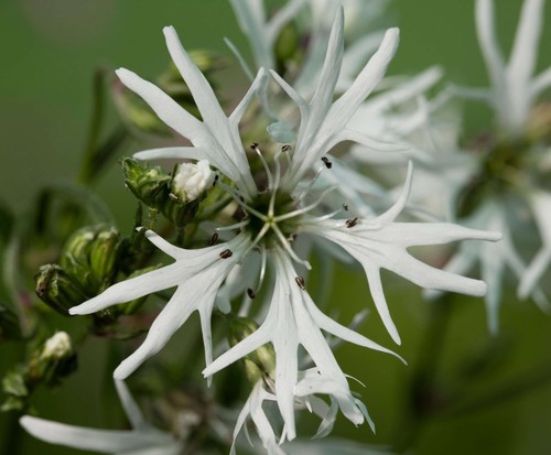 Lychnis flos cuculi alba - lychnis,