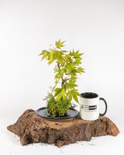 Acer Kokedama Bonsai Moss Ball with Tray Japanese Maple Indoor Outdoor